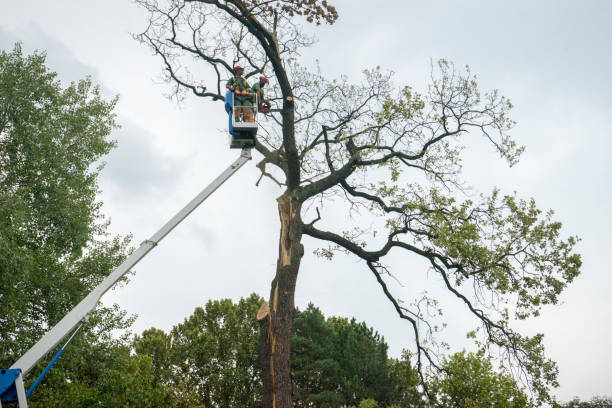 Best Large Tree Removal  in USA